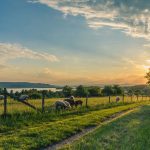 How Many Farms in the US Are Family-ran?